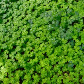 trèfle à,4 feuilles