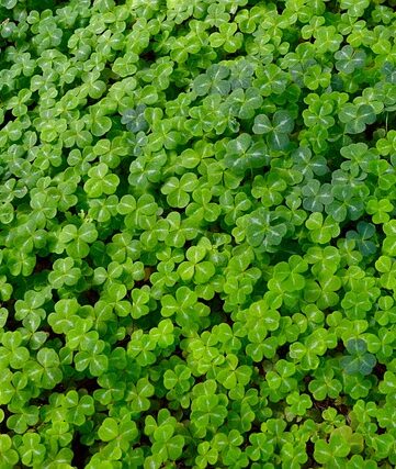 trèfle à,4 feuilles