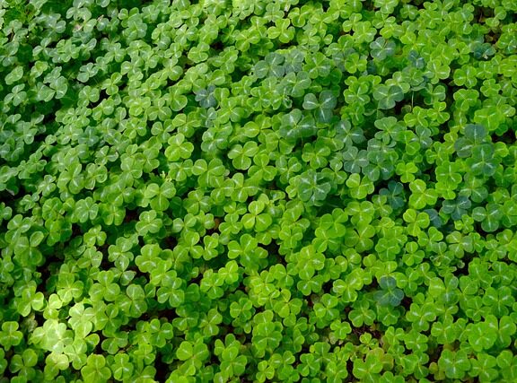 trèfle à,4 feuilles